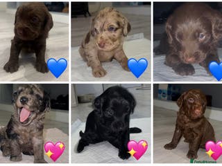 Labradoodle dogs Stunning labradoodle puppies - Advert 1