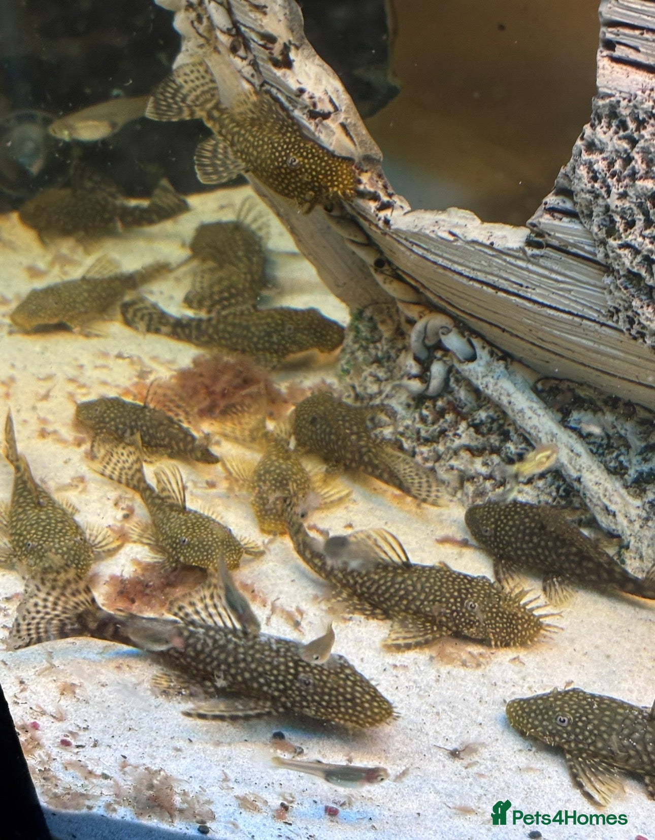 Plecos fish Male and female pleco - Advert 12