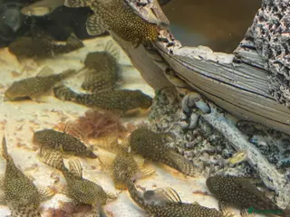 Plecos fish Male and female pleco - Advert 12