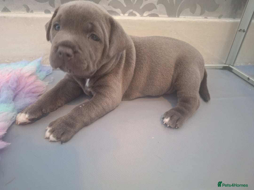 Staffordshire Bull Terrier dogs for sale: Blue Staffordshire Bull Terrier Puppies - Image 15