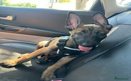 Belgian Shepherd Dog dogs for sale: Belgian Malinois.1girl and 1 boy left.Reduced £ in Peterborough - Image 6