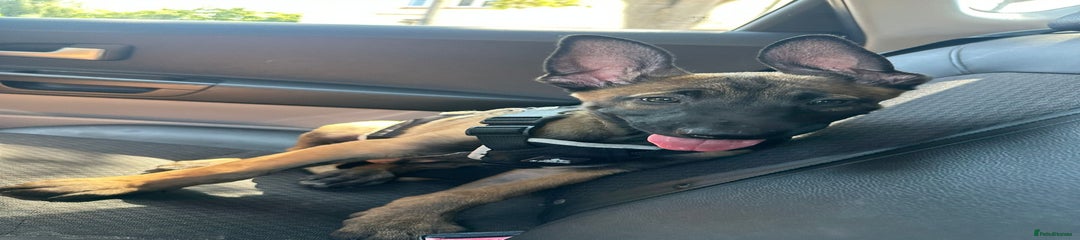 MALINOIS Yankee LOOKING FOR HOME