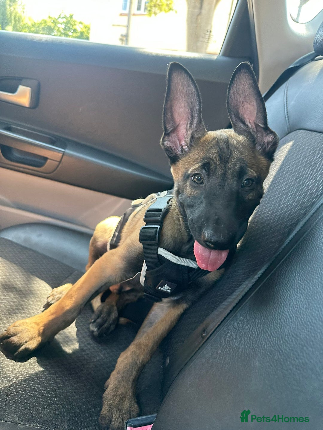 Belgian Shepherd Dog dogs for sale: Belgian Malinois.1girl and 1 boy left.Reduced £ in Peterborough - Image 6