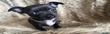 Chihuahua 4