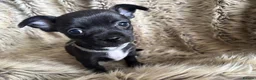 Chihuahua dogs for sale: Stunning short haired chihuahua pups - Advert 5