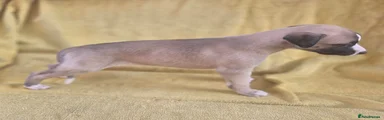 Whippet 2