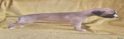 Whippet dogs for sale: Lovely KC Reg Whippets - Advert 5