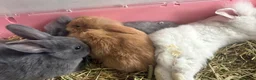 Mixed Breed rabbits for sale: Baby rabbits for sale - Advert 3