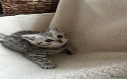 British Shorthair cats for sale: Stunning Silver Spotted Tabby, BSH,  - Image 3