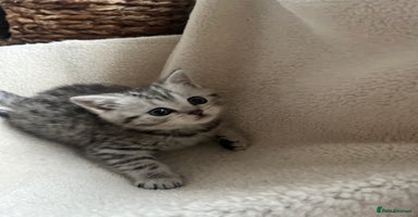 British Shorthair cats - Advert 8