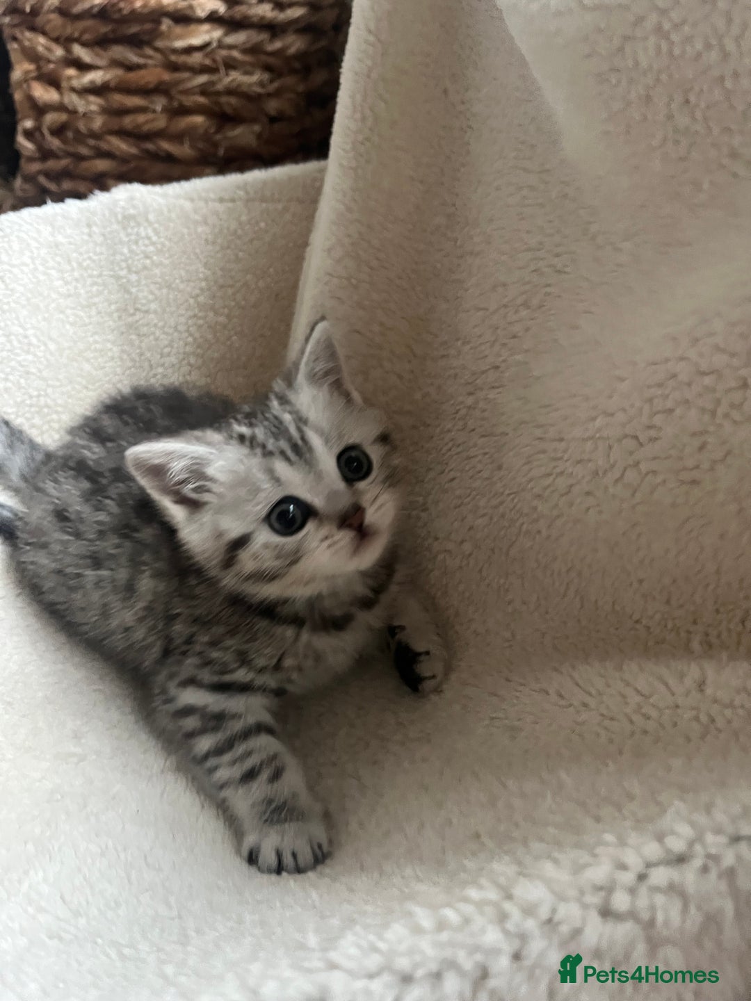 British Shorthair cats for sale: Stunning Silver Spotted Tabby, BSH,  - Image 3