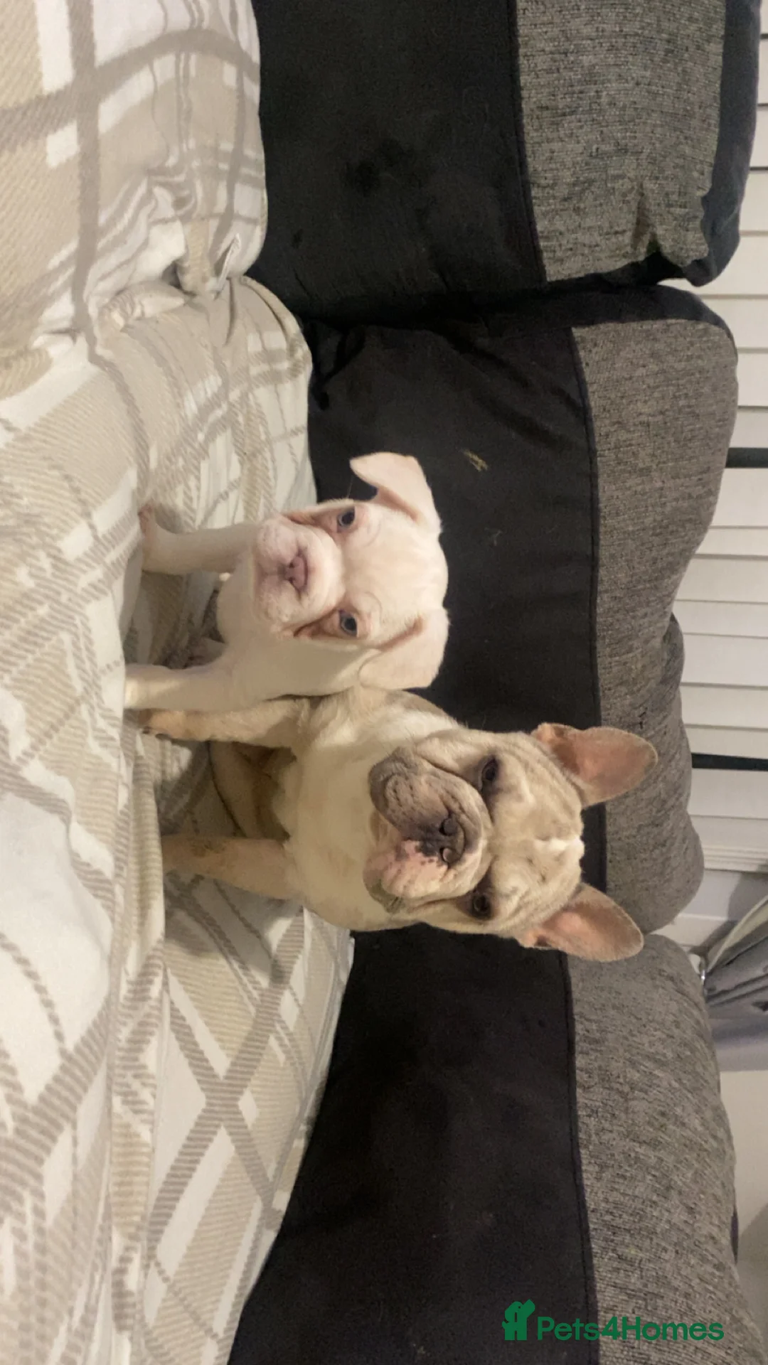 French Bulldog dogs for sale: Reduced price 12 week old - Last pup left 🐾 ❤️  - Advert 1