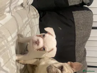 French Bulldog dogs Reduced price 12 week old - Last pup left 🐾 ❤️ - Advert 2