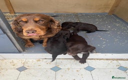 Cocker Spaniel dogs for sale: Cocker spaniel puppy’s  - Image 9
