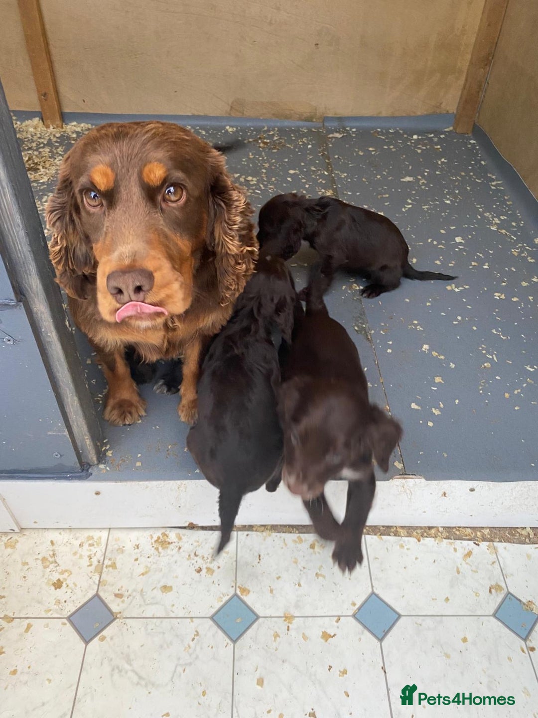 Cocker Spaniel dogs for sale: Cocker spaniel puppy’s  - Image 9