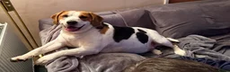 Beagle dogs for sale: 🐾 Rehoming our beloved Beagles Bella and Bentley - Advert 6