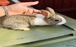 Dutch rabbits for sale: PURE BREED DUTCH BABY RABBITS £35 - Image 5