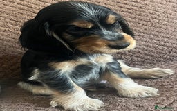 Cocker Spaniel dogs for sale: KC REG SHOW TYPE COCKER SPANIELS  - Image 12