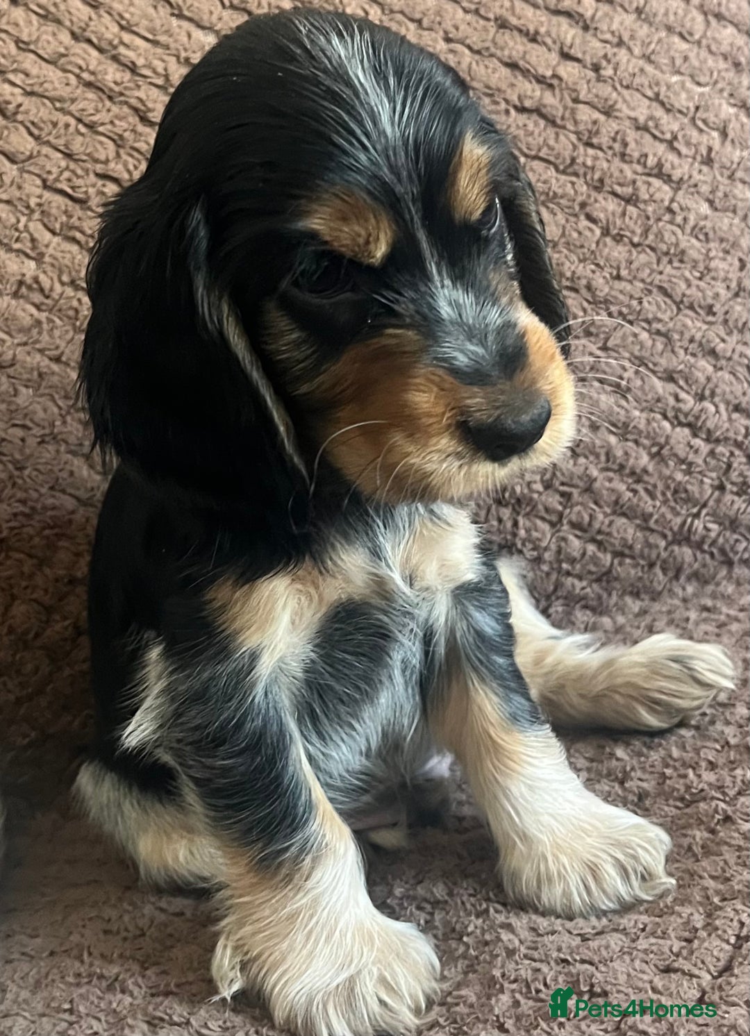 Cocker Spaniel dogs for sale: KC REG SHOW TYPE COCKER SPANIELS  - Image 12