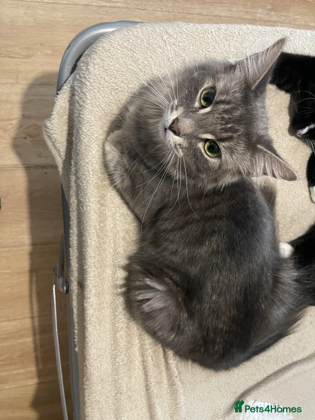 Mixed Breed cats for sale: 2 cats and their 2 kittens  - Advert 1