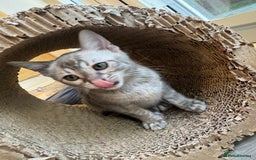 Bengal cats for sale: Beautiful Bengal Kittens Tica Registered 🌈🐾 - Image 20