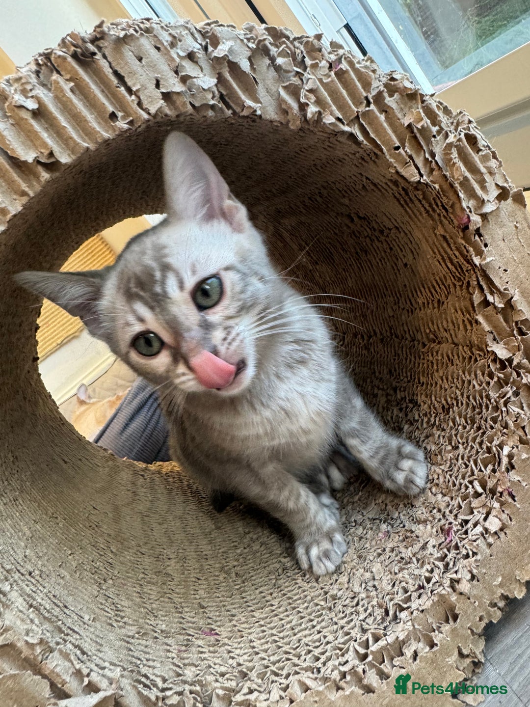 Bengal cats for sale: Beautiful Bengal Kittens Tica Registered 🌈🐾 - Image 20