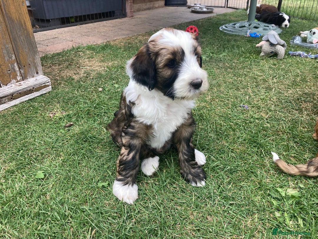 Mixed Breed dogs for sale: Tibetan Terrier with 1/4 Spanish water dog - Image 4
