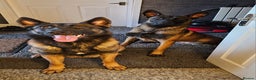 Belgian Shepherd Dog dogs for sale: Belgian Malinois Puppies for Sale 9 available - Advert 11