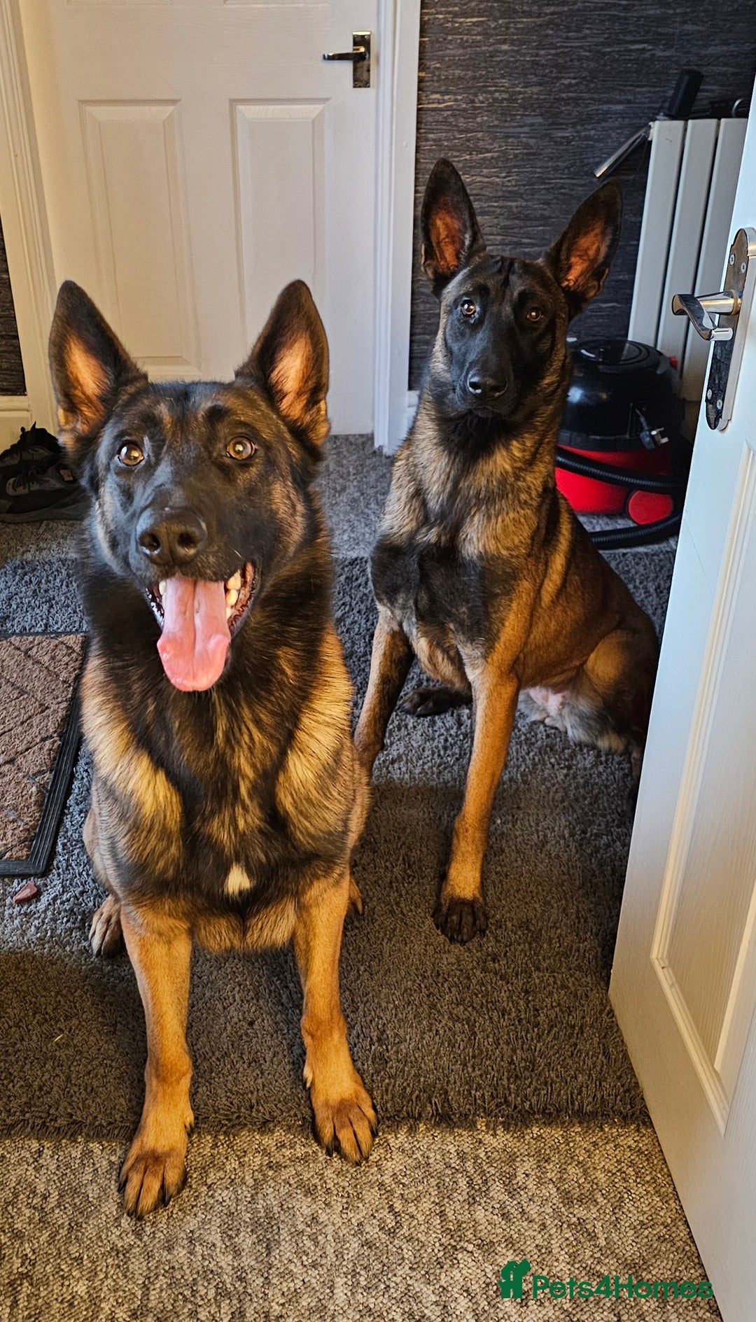 Belgian Shepherd Dog dogs for sale: Belgian Malinois Puppies for Sale 9 available - Advert 11