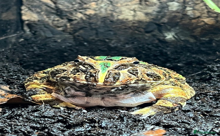 Frog reptiles - Advert 7