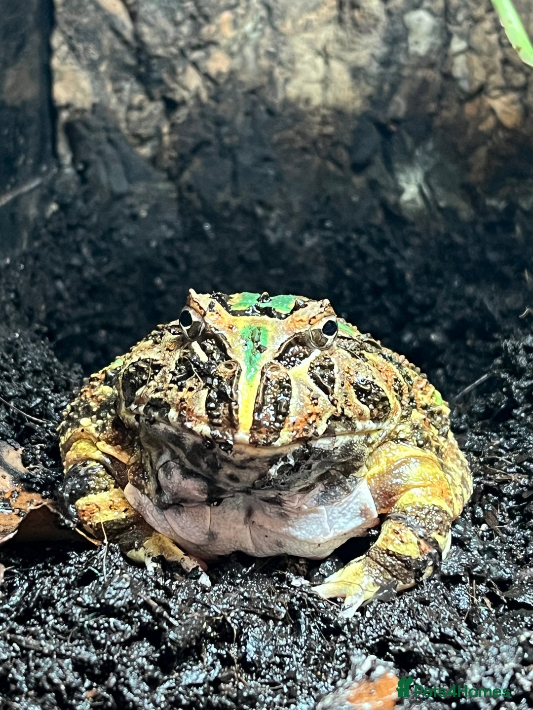Frog reptiles for sale: Pac-Man frog & full set up - Image 1