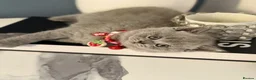 Scottish Fold cats for sale: Last female Scottish fold kittens 🐾 - Advert 36