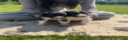 Border Collie dogs for sale: 5 Border Collie Puppies in Malton - Advert 7