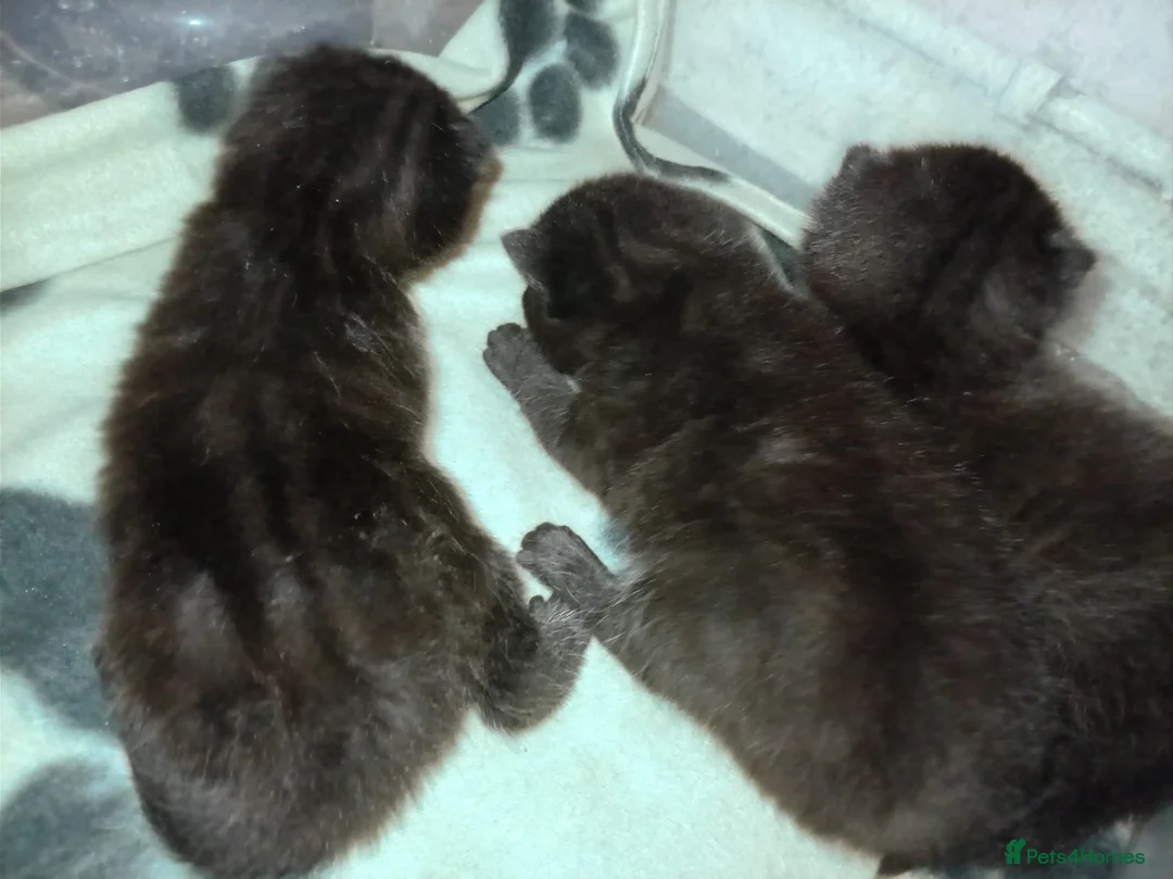 Mixed Breed cats for sale: 3 mixed breed kittens for sale - Advert 13