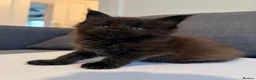 Maine Coon cats for sale: Champions- Bloodline Purebred Maine Coon Kittens - Advert 3
