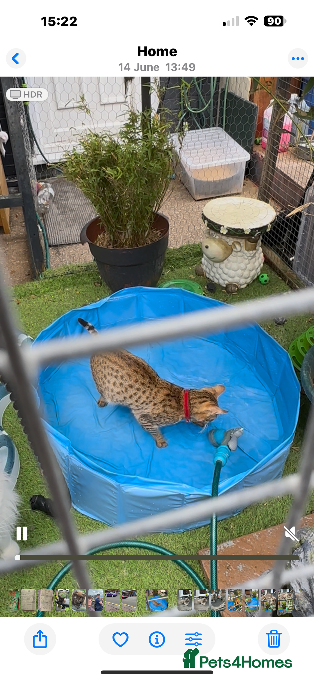 Savannah cats for sale: Savvanah kittens  - Advert 4