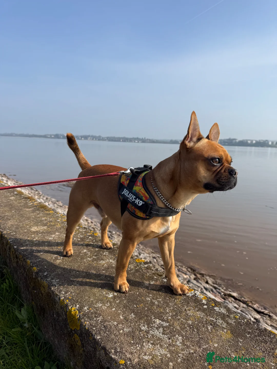 Mixed Breed dogs for stud: Bullhuahua Stud in Dawlish - Advert 2