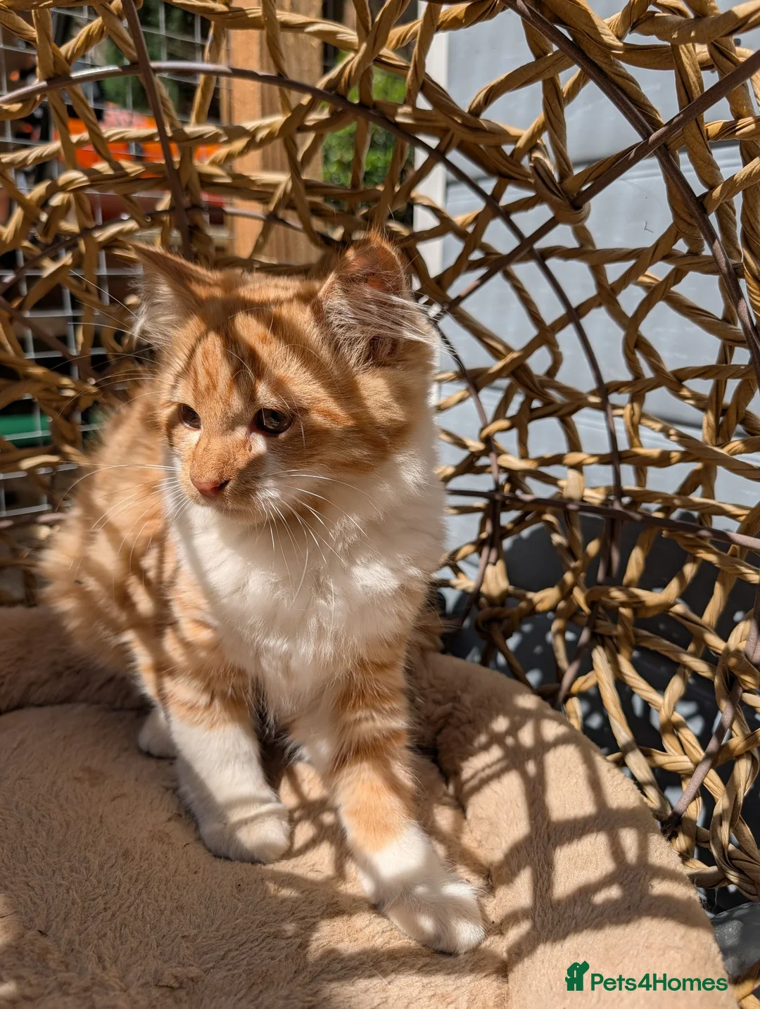 Bengal cats for sale: Snowfy - Advert 6