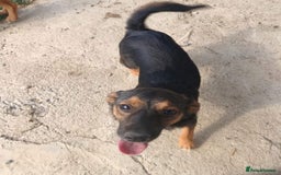 Mixed Breed dogs for adoption: Chilli - Norwich Norfolk  - Image 6
