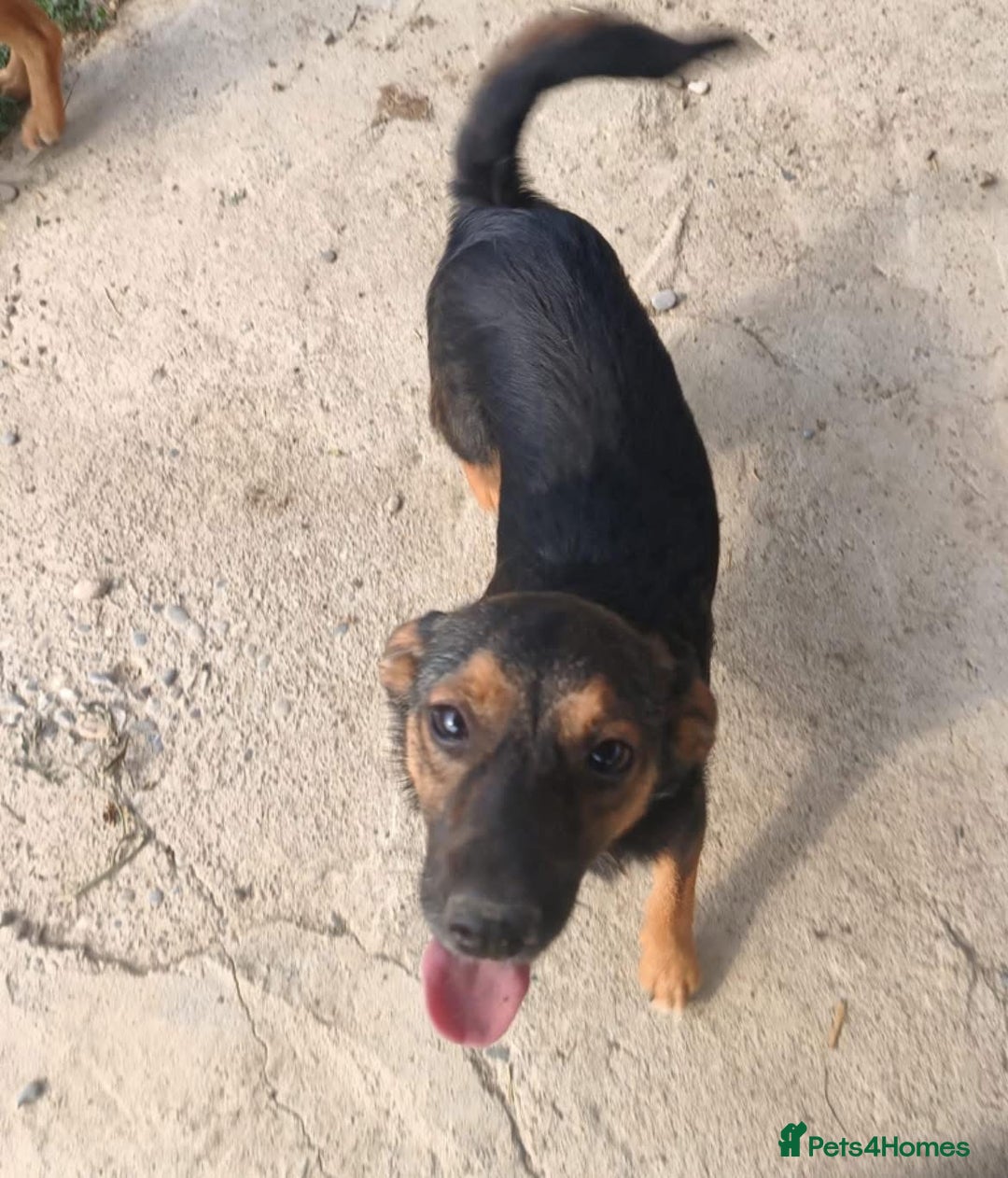 Mixed Breed dogs for adoption: Chilli - Norwich Norfolk  - Image 6