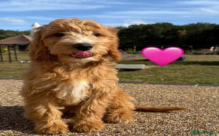 Cockapoo dogs - Advert 14
