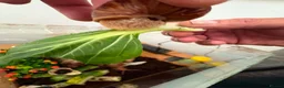 Snails invertebrates for sale: African giant land snails mixed sizes  in Bridgend - Advert 5