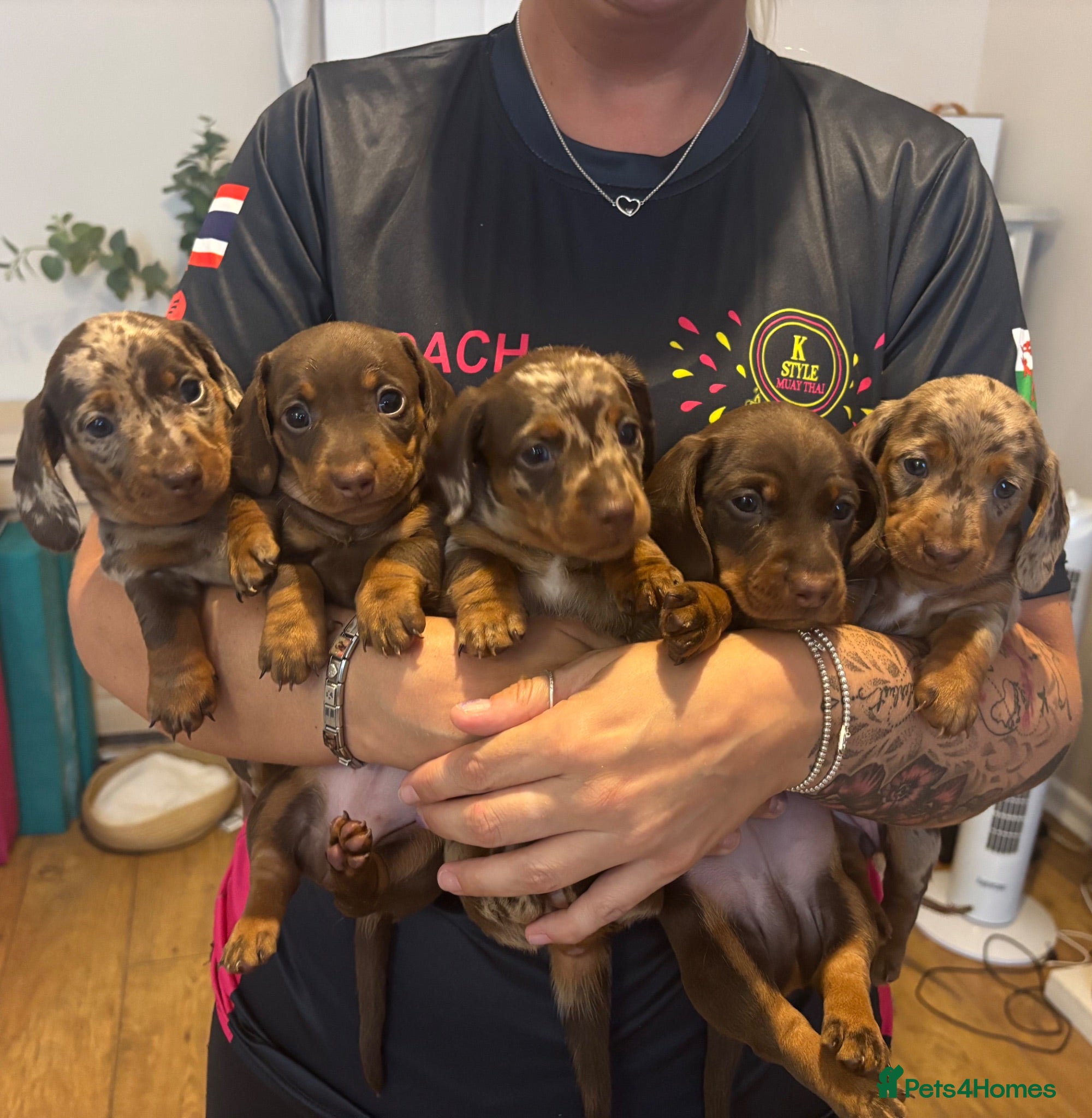 Miniature Dachshund dogs Stunning 5 star litter  - Advert 10