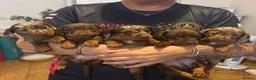 Miniature Dachshund dogs for sale: Stunning 5 star litter  - Advert 1