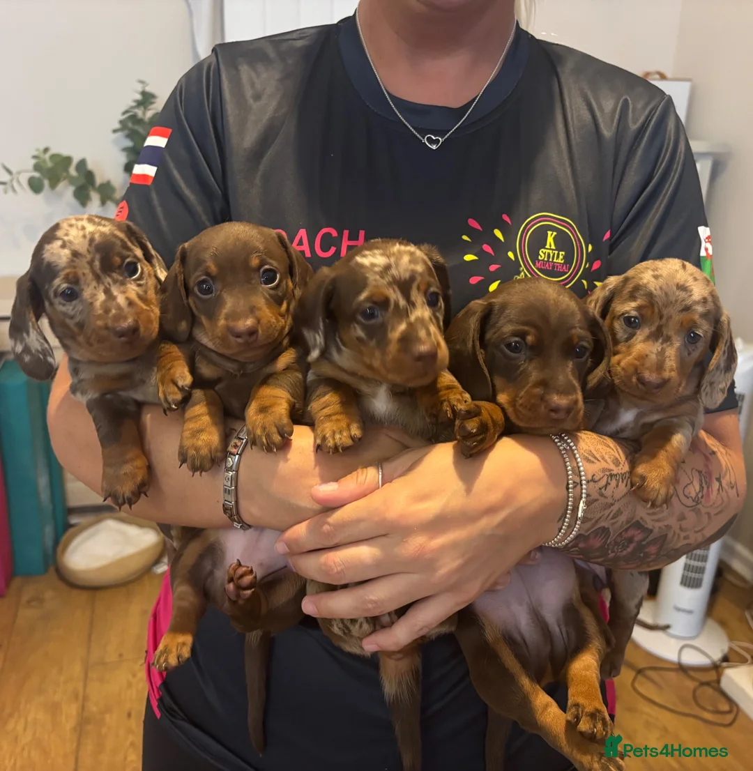 Miniature Dachshund dogs for sale: Stunning 5 star litter  - Advert 1