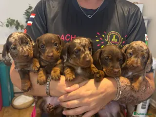 Miniature Dachshund dogs Stunning 5 star litter - Advert 10