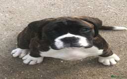 Boxer dogs for sale: Brindle/white boxer girl  - Image 3