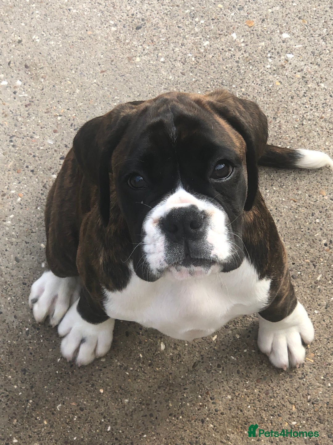 Boxer dogs for sale: Brindle/white boxer girl  - Image 3