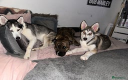 Mixed Breed dogs for sale: Stuffy puppies for sale  - Image 8