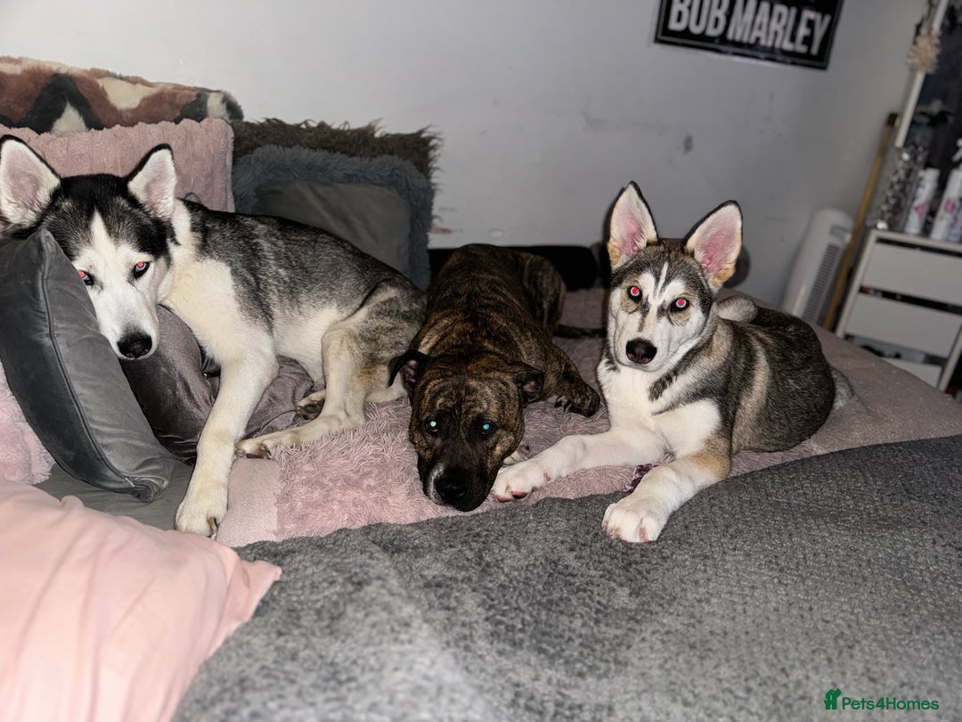 Mixed Breed dogs for sale: Stuffy puppies for sale  - Image 8